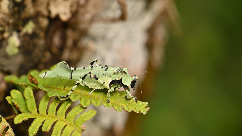 Lichenomorphus dietrichi