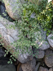 Hosackia crassifolia