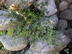 Hosackia crassifolia
