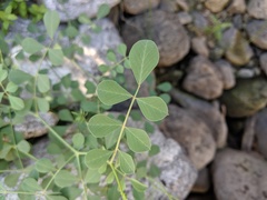 Hosackia crassifolia