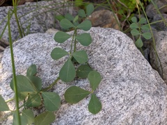 Hosackia crassifolia