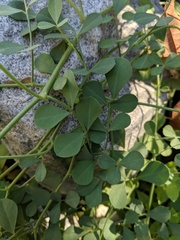 Hosackia crassifolia