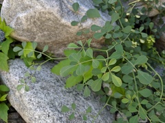 Hosackia crassifolia