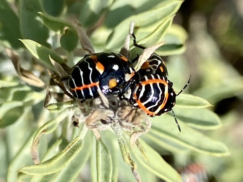 iNaturalist observation photo of Harlequin Bug