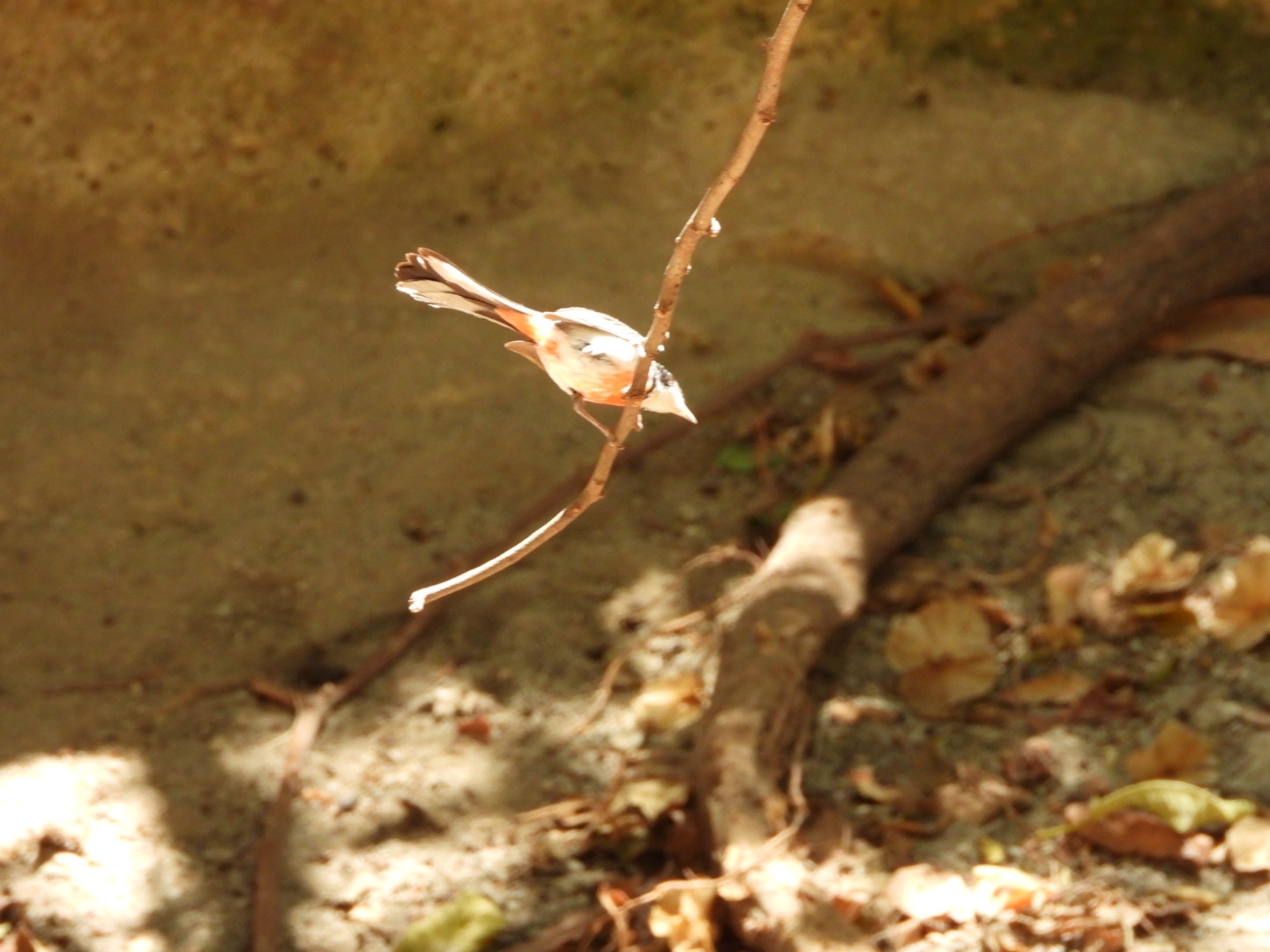 Red-breasted Chat (Granatellus venustus), photo 4