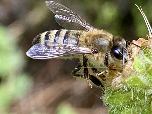 iNaturalist observation photo of Western Honey Bee