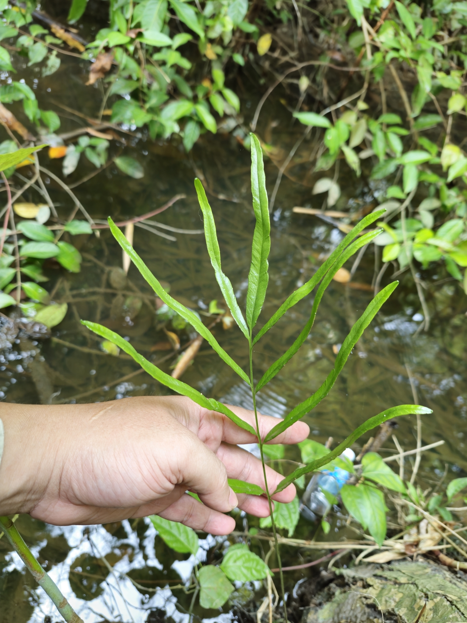 Lindsaea ensifolia — ảnh 2