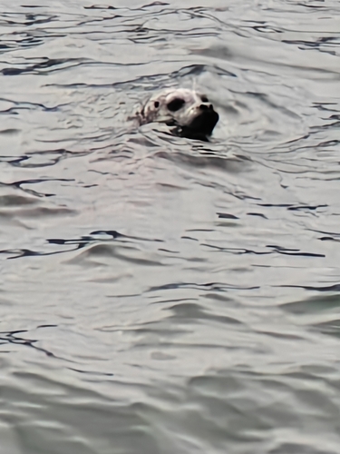 Harbor Seal