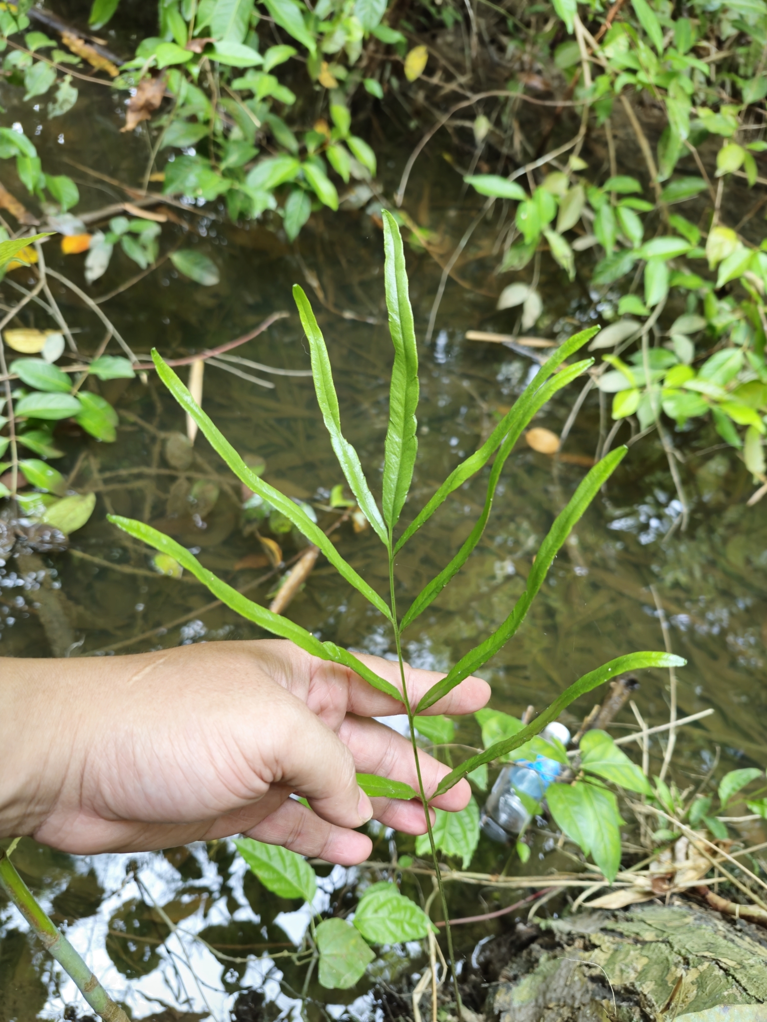 Lindsaea ensifolia — ảnh 3