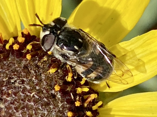 iNaturalist observation photo of Copestylum marginatum