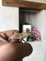 Anolis quercorum
