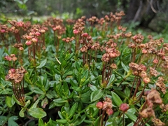 Kalmia microphylla