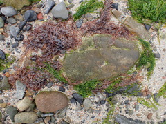 Acrochaetium secundatum