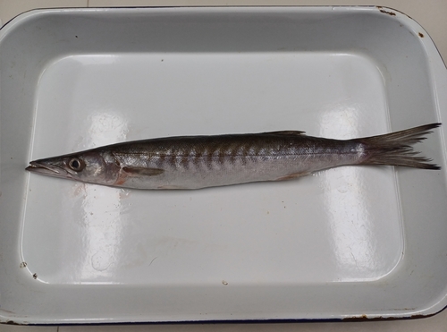 Barracuda (Sphyraena ensis) — Sphyraenidae
