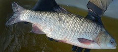 Leuciscus idus