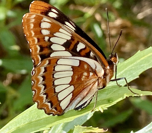 iNaturalist observation photo of Lorquin's Admiral