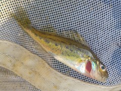 Gymnocephalus cernua