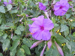 Mirabilis jalapa