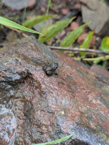 Papallacta Valley Robber Frog, Pristimantis gladiator