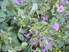 Mirabilis jalapa