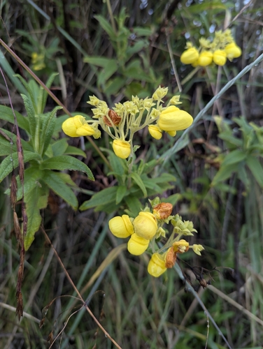 Calceolaria crenata, photograph 5