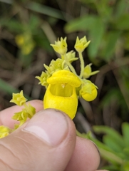 Calceolaria crenata, photograph (c) Benjamin Hidalgo, some rights reserved (CC BY)