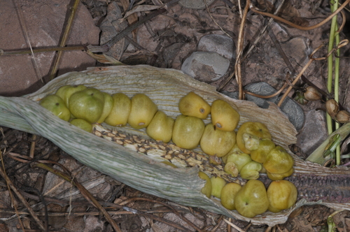 Synandrospadix vermitoxicus, photograph 6