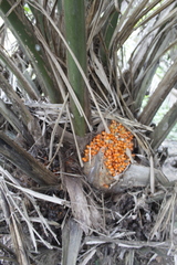 Elaeis oleifera