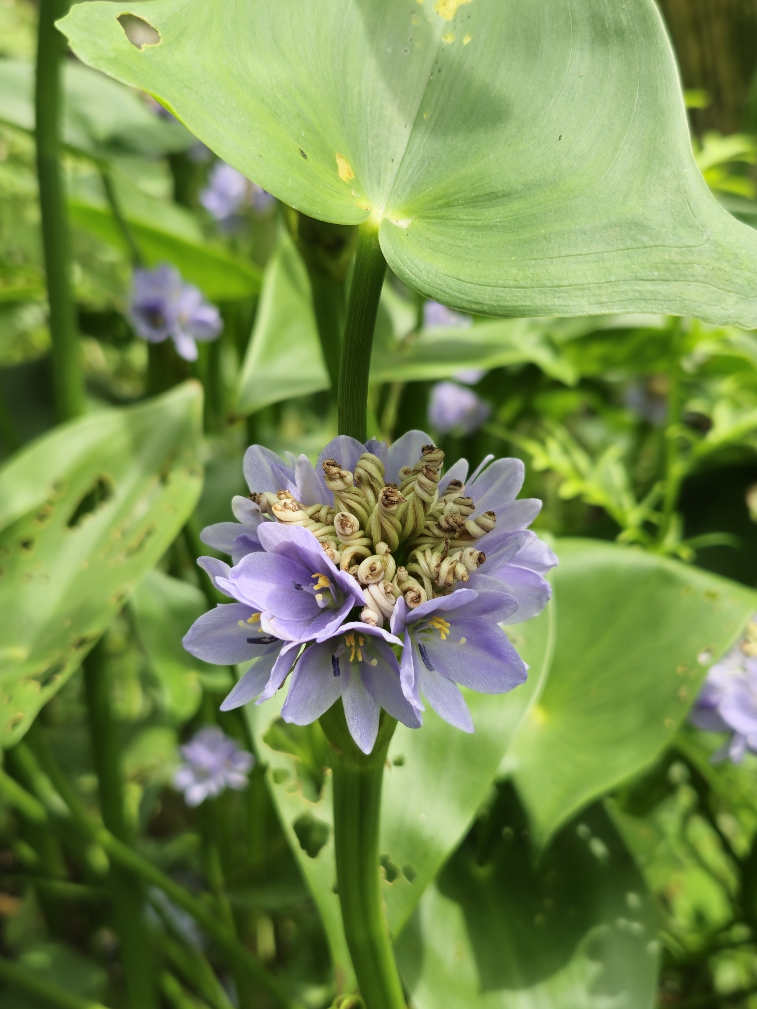 Pontederia vaginalis — ảnh 2
