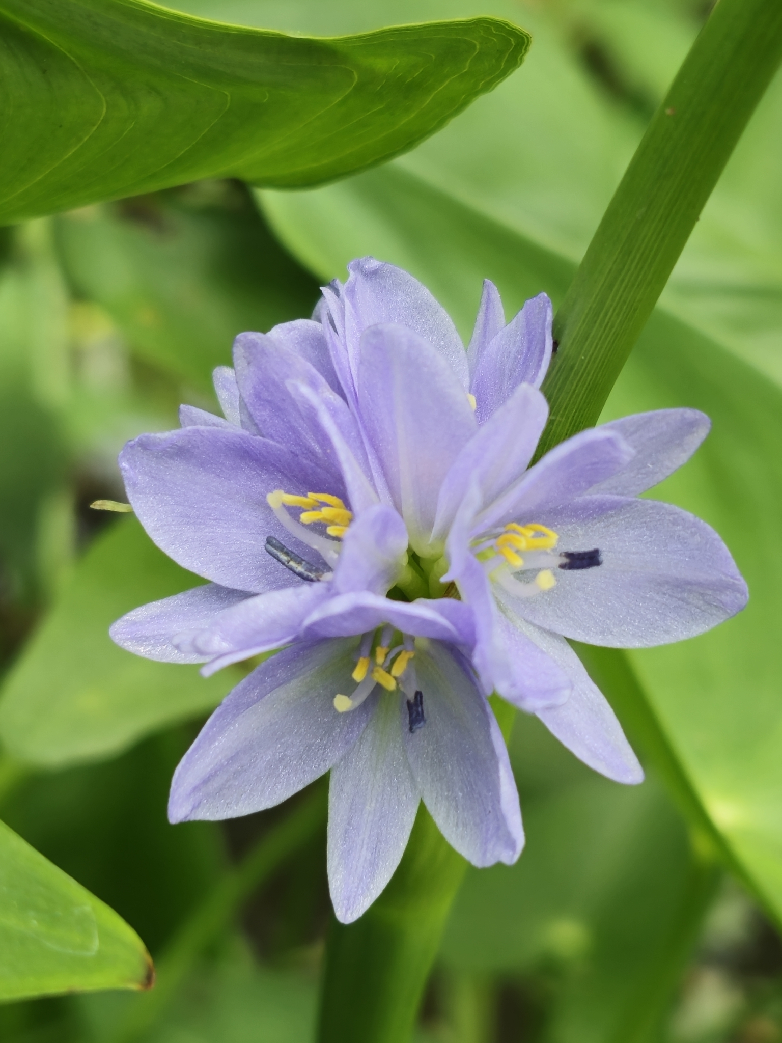 Pontederia vaginalis — ảnh 3