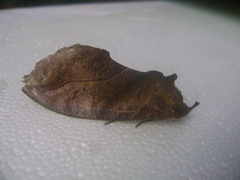Eudocima serpentifera