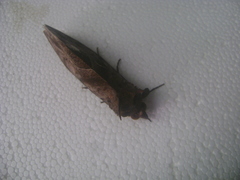 Eudocima serpentifera