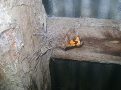 Eudocima serpentifera