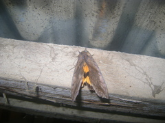 Eudocima serpentifera