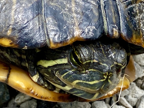iNaturalist observation photo of Red-eared Slider