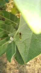 Prismatocerus prominulus