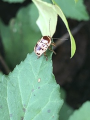 Cryptocephalus mutabilis