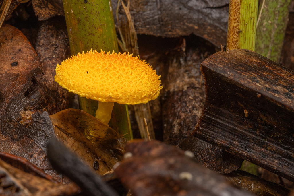 Cyptotrama asprata · June 2025 · photo: © shaun-lee (iNaturalist, cc-by)