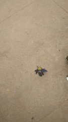 Xylocopa ruficornis