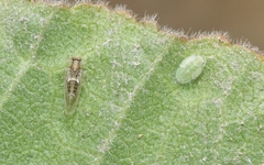 Bactericera lavaterae
