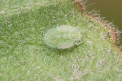 Bactericera lavaterae