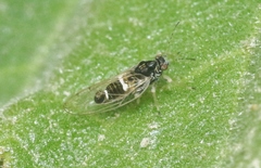 Bactericera lavaterae