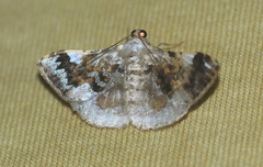 Gyostega