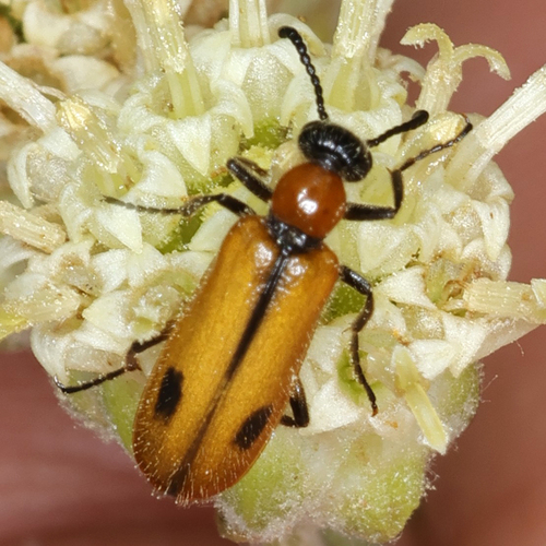 Two-spotted Lytta