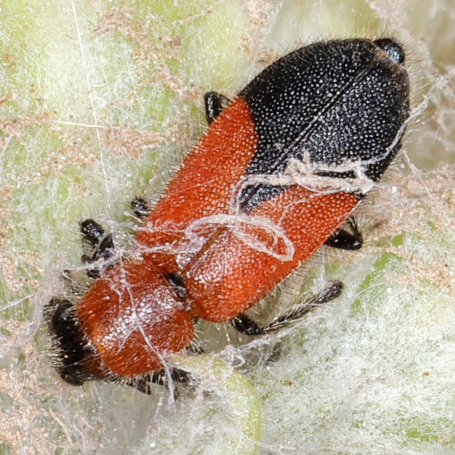 Pelonides humeralis