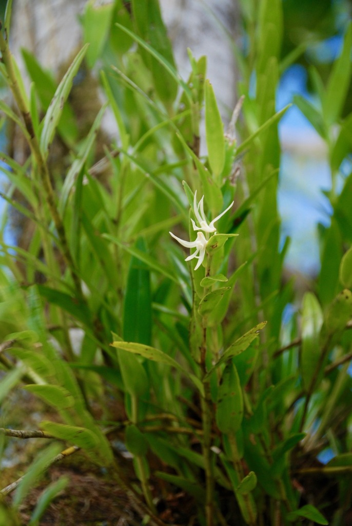 Dendrobium guamense Ames