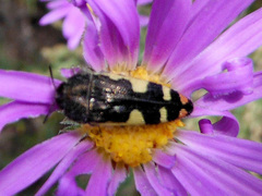 Acmaeodera amabilis