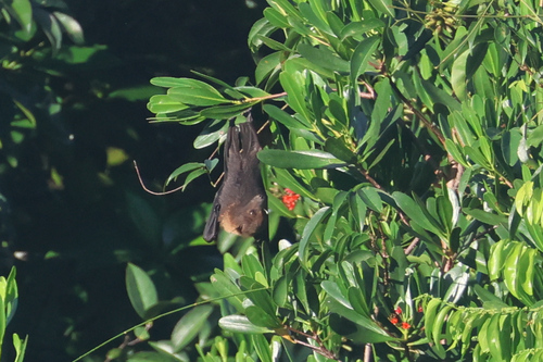 Pteropus pelewensis, 2025-06-03