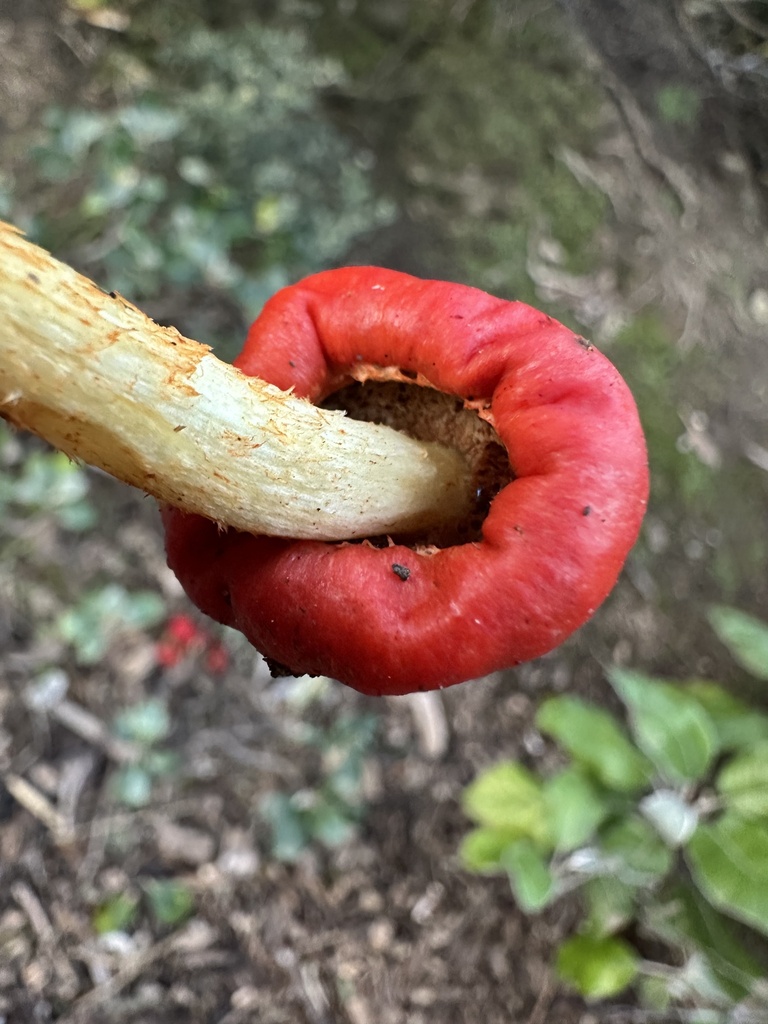 Leratiomyces erythrocephalus · June 2025 · photo: © marmalade101 (iNaturalist, cc0)