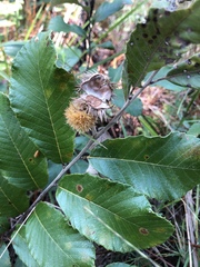 Castanea pumila